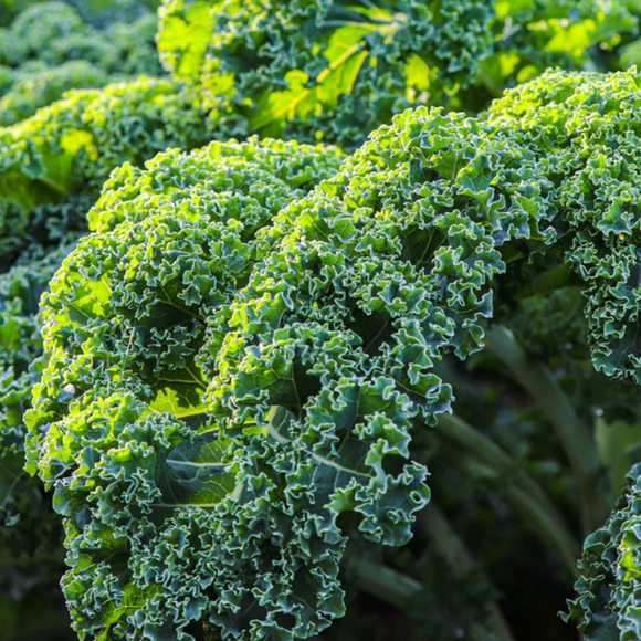 Kale Bunch