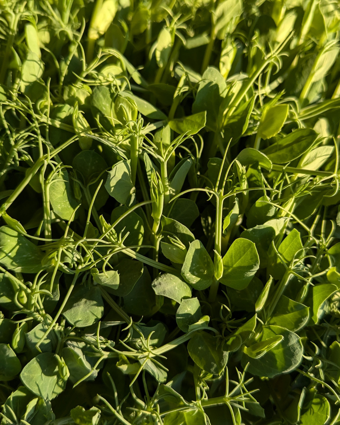 Microgreens Peas