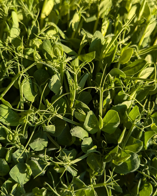 Microgreens Peas