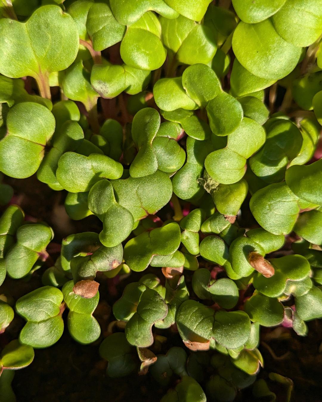 Microgreens Radish