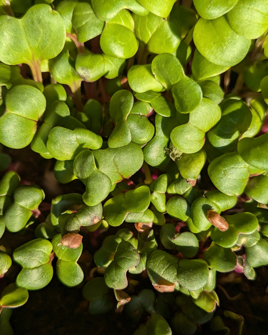 Microgreens Radish