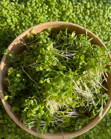 Microgreen Rucola