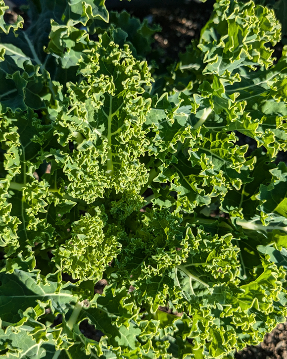 Curly Kale