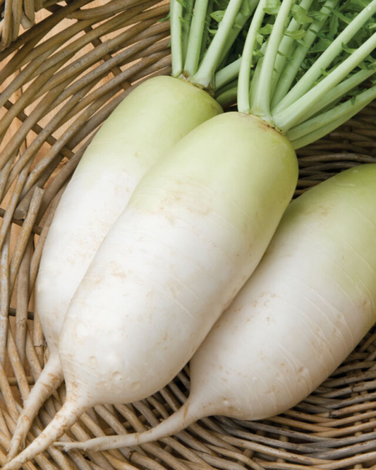 Daikon Radish 1/2kg