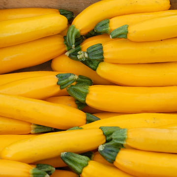 Plantel Calabacín Amarillo - 5ud