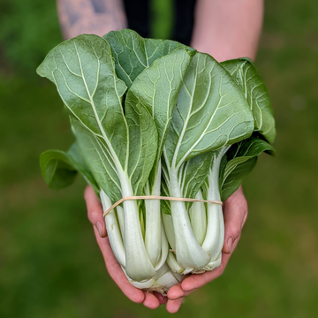 Pak Choi