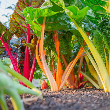 Plantel Acelga de Color - 5ud