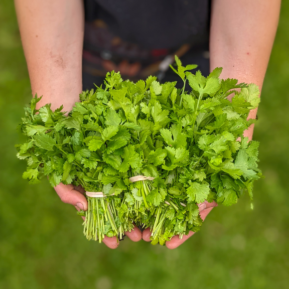 Cilantro manojo