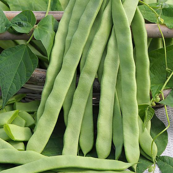 Green Flat Beans