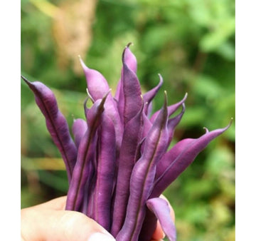 Plantel Judías Moradas Mata Baja - 5ud