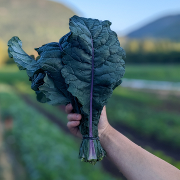 Col Kale Dazzling Blue