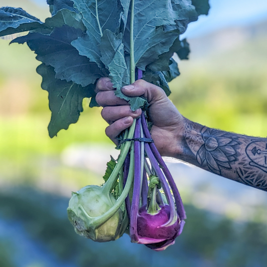 Kohlrabi