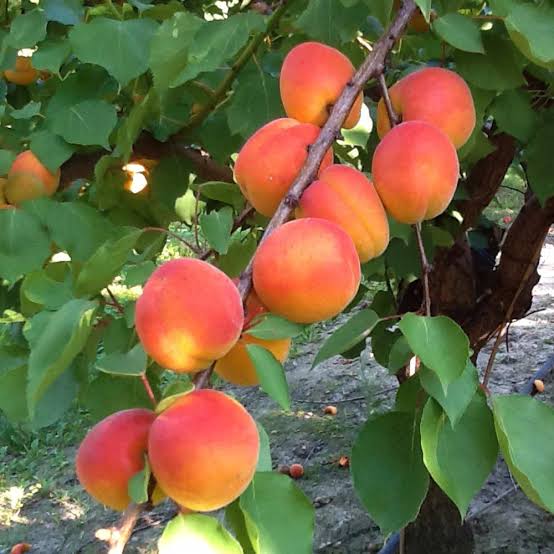 Apricot Memphis 500g