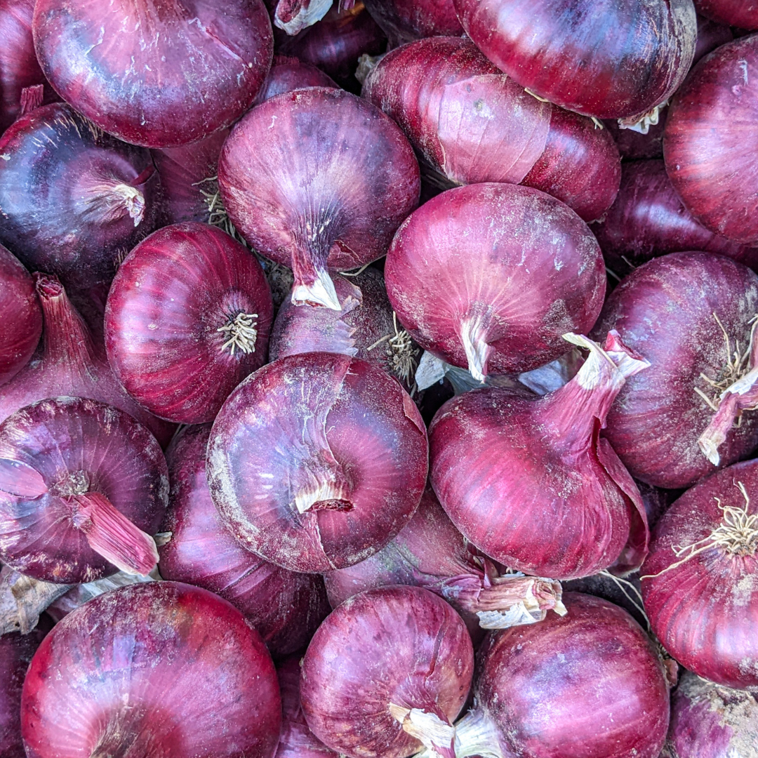 Dried Purple Amposta Onions