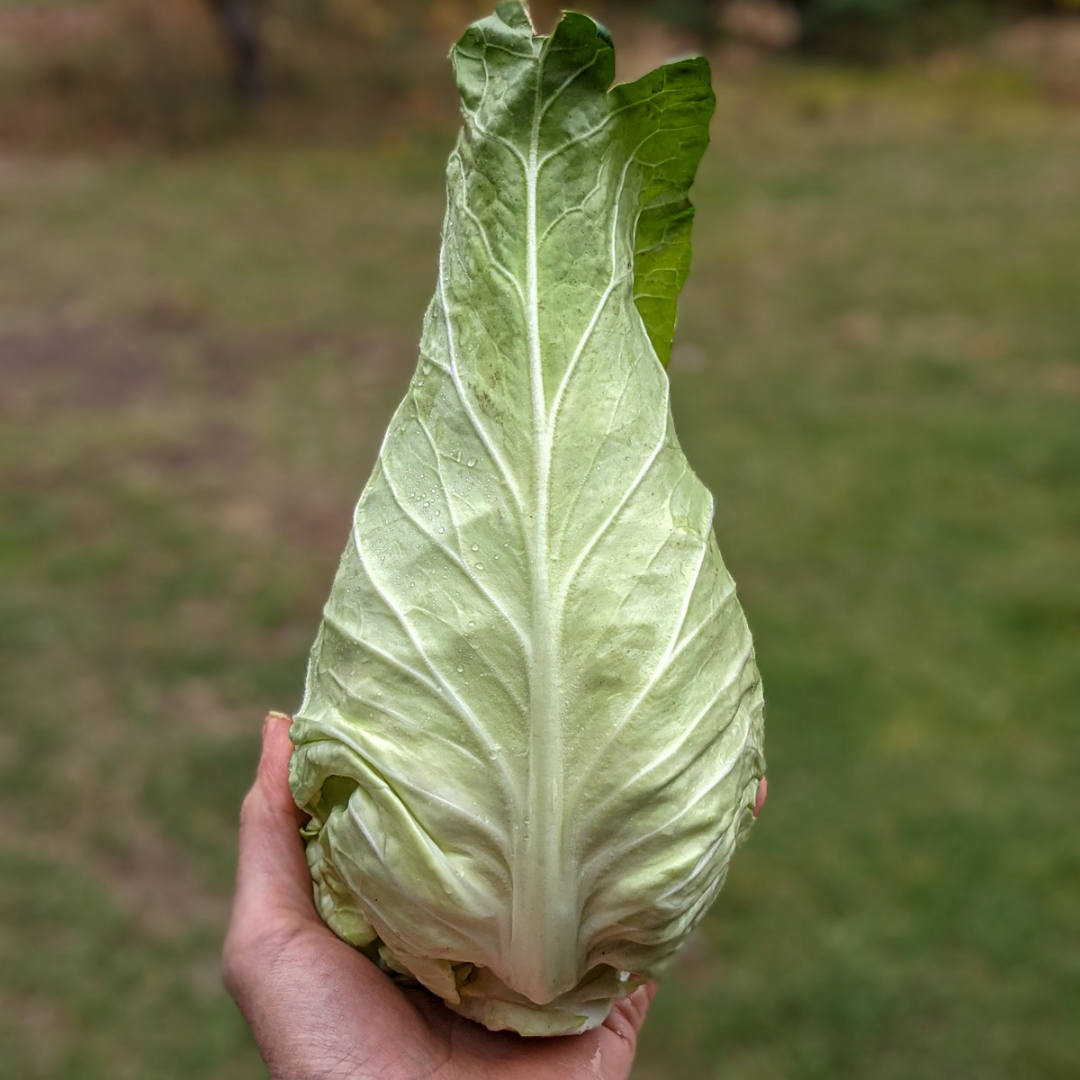 Pointed Cabbage