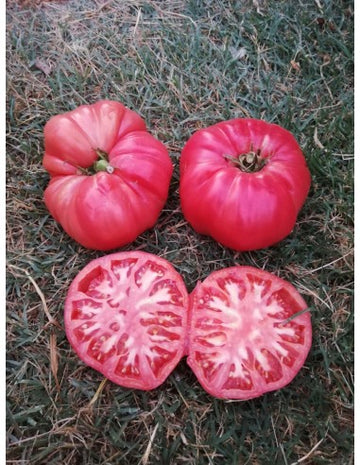 Plantel Tomate Rosa Barbastro del Recha - 5ud